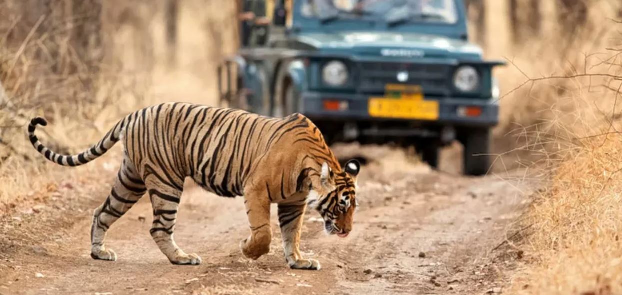 plan your perfect day at ranthambore safari