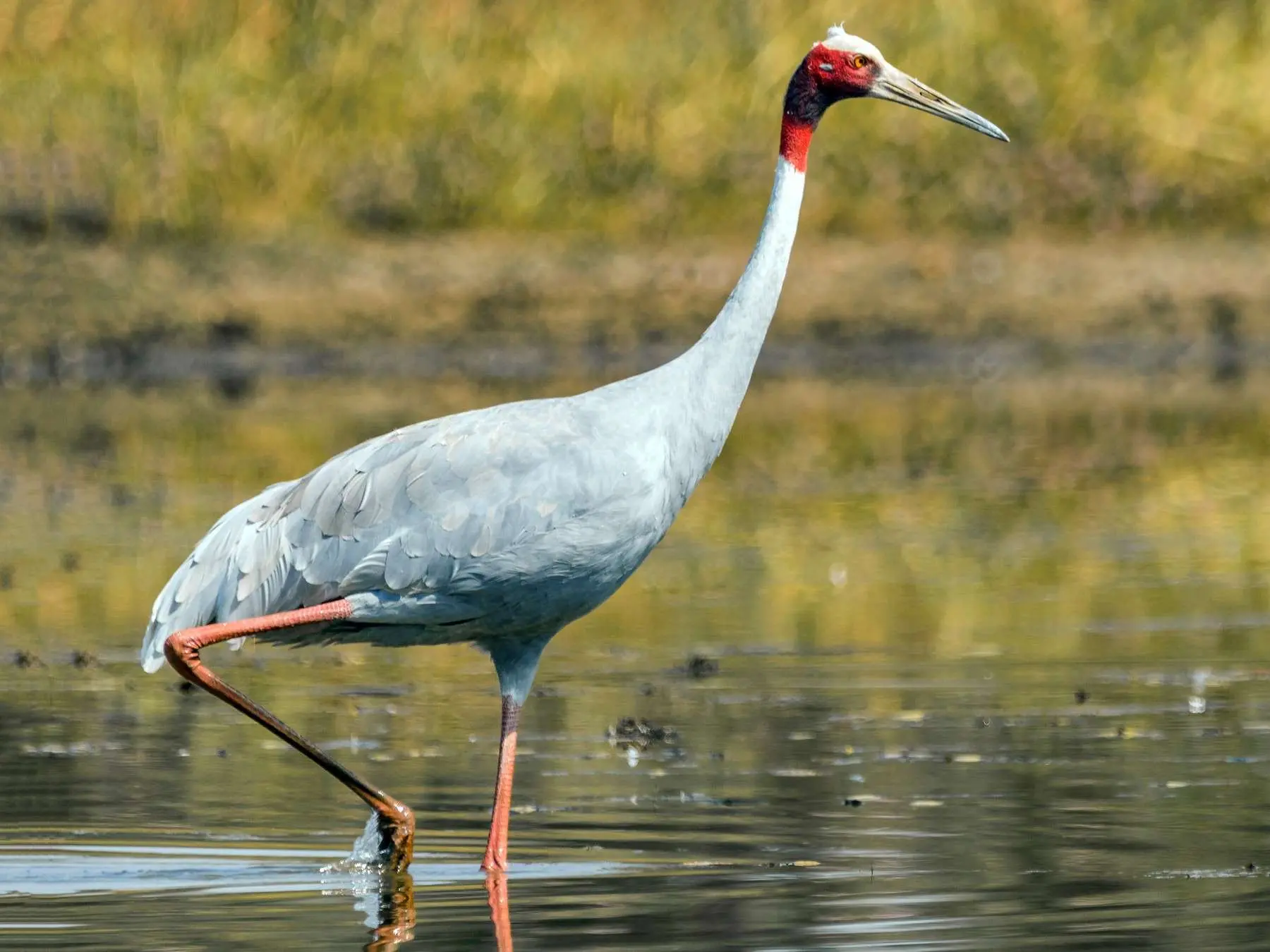 ranthambore birds: best places to spot them