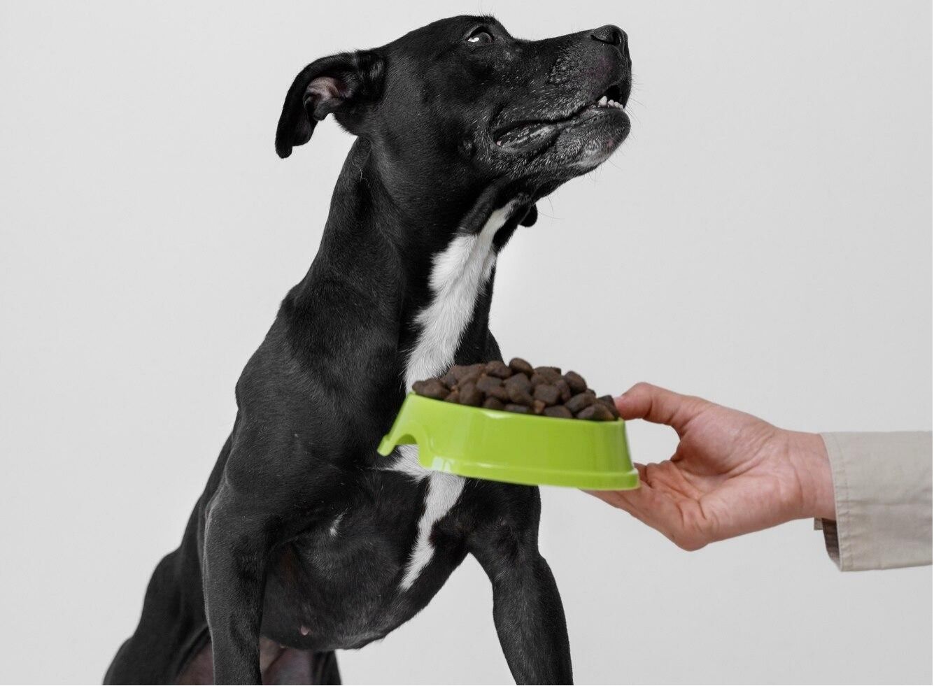 is your dog at risk? understanding valley fever and its symptoms