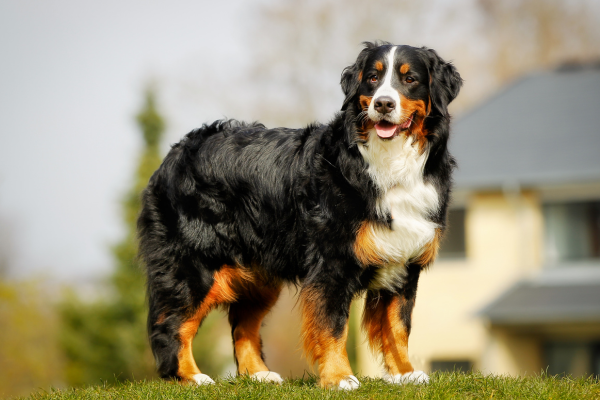 how canine joint supplements contribute to overall bone strength and comfort