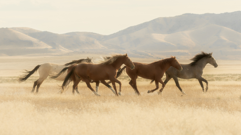 what horse owners should know about protecting soft tissue health